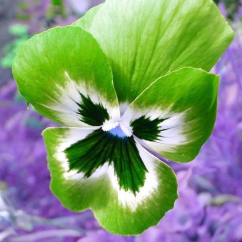 QAUZUY GARDEN 100 Rare Green Pansy Violet Viola Wittrockiana Seed Hardy Bloom from Spring to Fall Non-GMO Heirloom Striking Flower for Garden Outdoor Containers Balconies Attract Pollinators QAUZUY GARDEN 100 Rare Green Pansy Violet Viola Wittrockiana Seed Hardy Bloom from Spring to Fall Non-GMO Heirloom Striking Flower for Garden Outdoor Containers Balconies Attract Pollinators