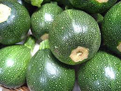 Zucchini Seeds, Round Squash, Heirloom, 200+ Seeds, Non GMO, Healthy Vegetable