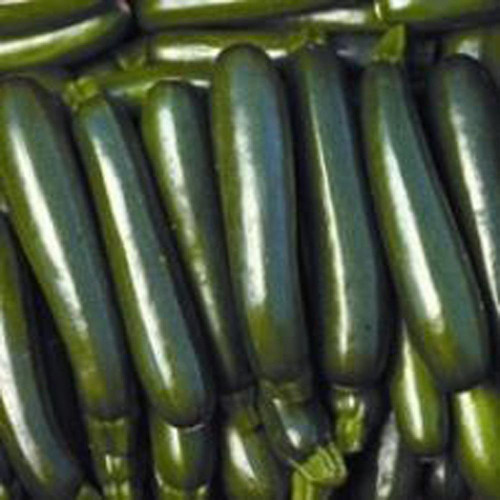 Squash Seeds, Squash Long Dark Green, Heirloom, 200 Seeds, Non GMO