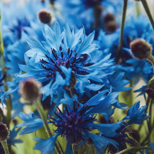 Outsidepride Centaurea Cyanus Cornflower Blue Wild Flower Seeds - 2000 Seeds