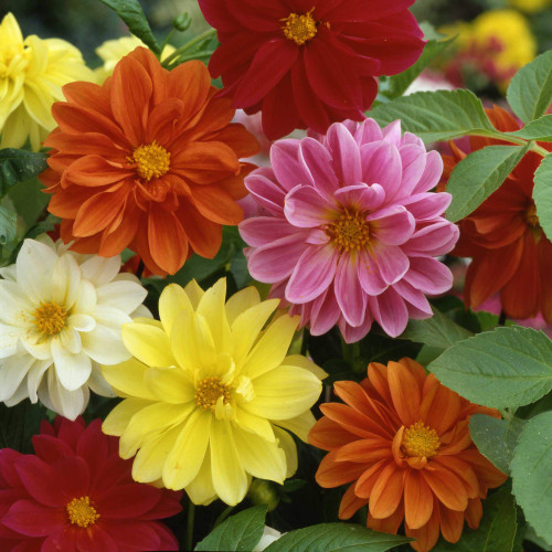 Outsidepride Dahlia Unwin Bedding Garden Cut Flower Plants - 1000 Seeds