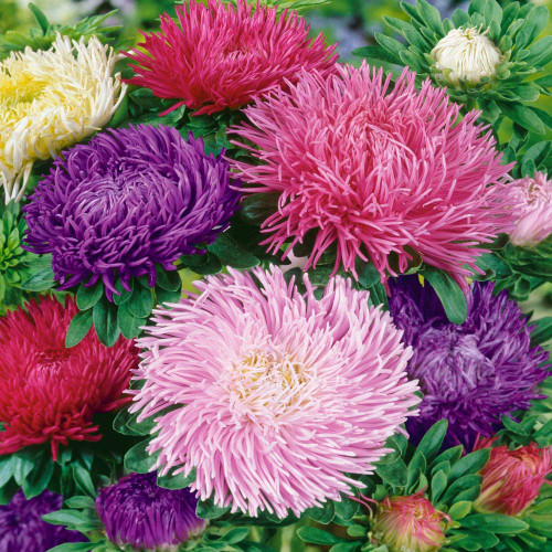Outsidepride Tiger Paw Aster Gremlin Garden Flower Plant Seed Mix - 2000 Seeds