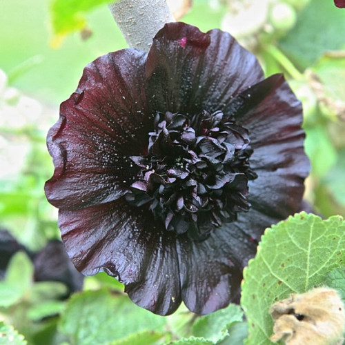 CHUXAY GARDEN Black Prince Hollyhock Seed,Alcea Rugosa 50 Seeds Perennial Flowering Plant Double Flower Hardy Hollyhock Showy Accent Plant CHUXAY GARDEN Black Prince Hollyhock Seed,Alcea Rugosa 50 Seeds Perennial Flowering Plant Double Flower Hardy Hollyhock Showy Accent Plant