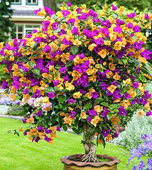 Dichondra Fresh 100 pcs Bougainvillea Flower Seeds for Planting Dark Yellow Violet Dichondra Fresh 100 pcs Bougainvillea Flower Seeds for Planting Dark Yellow Violet