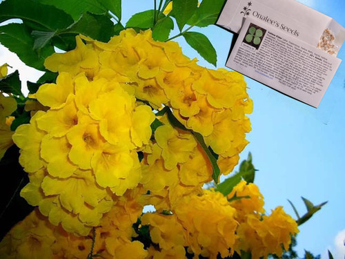 Onalee's Seeds Yellow Elder, Esperanza, Yellow Bells, Hardy Yellow Trumpet, Trumpet-Flower, Tecoma stans (20+ Seeds) USA Onalee's Seeds Yellow Elder, Esperanza, Yellow Bells, Hardy Yellow Trumpet, Trumpet-Flower, Tecoma stans (20+ Seeds) USA