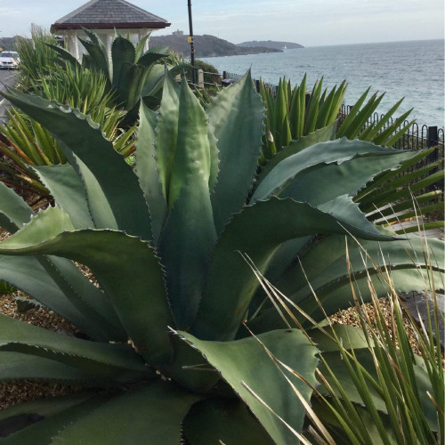 CHUXAY GARDEN Agave Salmiana,Agave Ferox Seed,Maguey Pulquero,Green Maguey 50 Seeds Green Herb Plant Hardy Exotic Succulent Plants Striking Landscaping