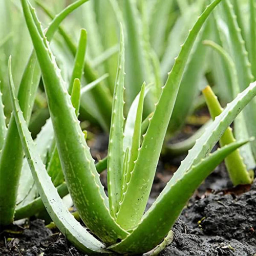 CHUXAY GARDEN Light Green Aloe Vera Seed,Barbados Aloe 100 Seeds Landscaping Rocks Striking Landscaping Plant an Exciting New Addition Great for Planting