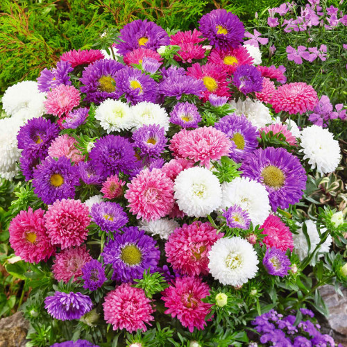 CHUXAY GARDEN Mix Asters Kharts Seed 0.3g Seeds Russia Astra Flowers Ornamental Flowering Plant Perfect for Hanging Basket and Containers CHUXAY GARDEN Mix Asters Kharts Seed 0.3g Seeds Russia Astra Flowers Ornamental Flowering Plant Perfect for Hanging Basket and Containers