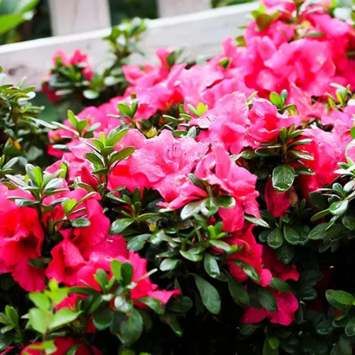 CHUXAY GARDEN Pink Azalea Flower Seed 100 Seeds Stunning Flowering Plant an Exciting New Addition Spectacular Display