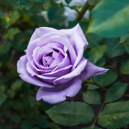 CHUXAY GARDEN Purple Rose Seed 5 Seeds Perennial Rosa Bush Shrub Highly Fragrant Stunning Flowering Plant Spectacular Display CHUXAY GARDEN Purple Rose Seed 5 Seeds Perennial Rosa Bush Shrub Highly Fragrant Stunning Flowering Plant Spectacular Display