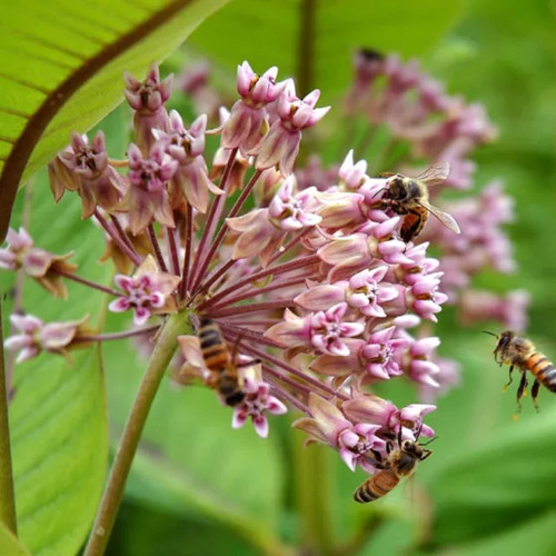 CHUXAY GARDEN Pink Asclepias Syriaca Seed 200 Seeds Beauty Common Milkweed Plant Tropical Perennial Herb Plant Attract Butterflies and Bees CHUXAY GARDEN Pink Asclepias Syriaca Seed 200 Seeds Beauty Common Milkweed Plant Tropical Perennial Herb Plant Attract Butterflies and Bees