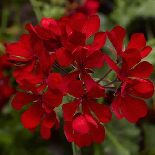 CHUXAY GARDEN Dark red Geranium Flower Seed 100 Seeds Beautiful Potted Plants Spectacular Display Easy to Grow & Maintain CHUXAY GARDEN Dark red Geranium Flower Seed 100 Seeds Beautiful Potted Plants Spectacular Display Easy to Grow & Maintain