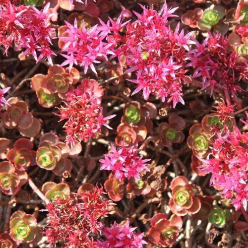 CHUXAY GARDEN Dragon's Blood Stonecrop Seed 200 Seeds Sedum Spurium Stonecrop Succulent Herb Plant Great Desktop Bonsai CHUXAY GARDEN Dragon's Blood Stonecrop Seed 200 Seeds Sedum Spurium Stonecrop Succulent Herb Plant Great Desktop Bonsai