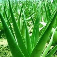 Elwyn 100 Aloe Vera Plant Seeds Green.