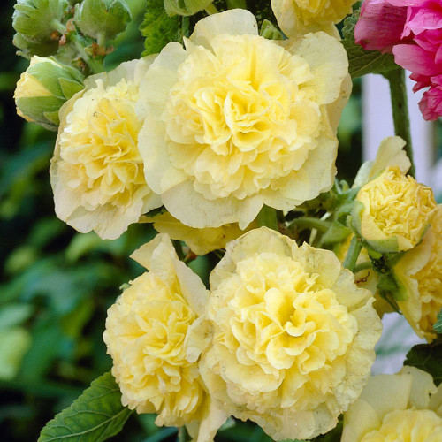 CHUXAY GARDEN Double Golden Yellow Hollyhock Flower Seed 30 Seeds Spectacular Display Perennial Flowering Plant Great Courtyard Flower CHUXAY GARDEN Double Golden Yellow Hollyhock Flower Seed 30 Seeds Spectacular Display Perennial Flowering Plant Great Courtyard Flower