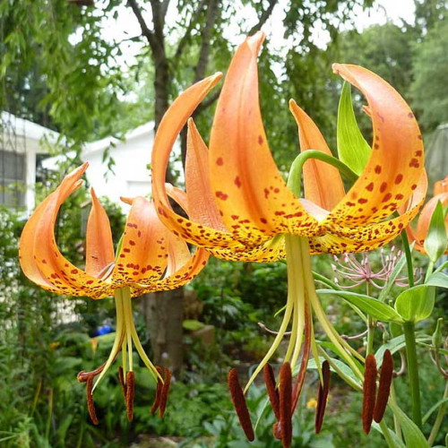 CHUXAY GARDEN Orange Lilium Superbum Seed 20 Seeds Rare Turks Cap Lily Flower Exotic Plant Exotic Charm Good Plant for Moist Low Spots