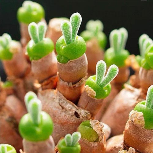 CHUXAY GARDEN Monilaria Obconica Seed 70 Seeds Bunny Succulent Rare Shape Ornamental Container Great Desktop Bonsai CHUXAY GARDEN Monilaria Obconica Seed 70 Seeds Bunny Succulent Rare Shape Ornamental Container Great Desktop Bonsai