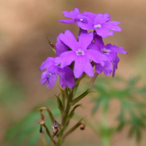 CHUXAY GARDEN Moss Verbena Seed 200 Seeds Verbena Tenuisecta Great Purple Flowers Ground Cover Landscaping Rocks Striking Landscaping Plant