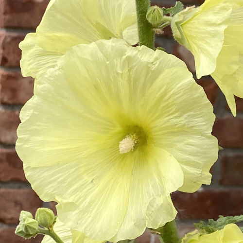 CHUXAY GARDEN Light Yellow Hollyhock Flower Seed 100 Seeds Russian Yellow Hollyhock Lovely Yellow Flower Ornamental Flowering Plant Striking Landscaping Plant Easy Grow CHUXAY GARDEN Light Yellow Hollyhock Flower Seed 100 Seeds Russian Yellow Hollyhock Lovely Yellow Flower Ornamental Flowering Plant Striking Landscaping Plant Easy Grow
