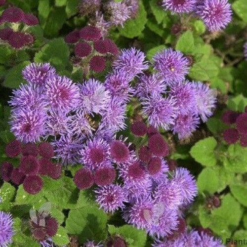 CHUXAY GARDEN 50 Seeds Purple Tycoon Ageratum Seed,Ageratum Conyzoides,Chick Weed,Goatweed Beauty Purple Flowering Plant Showy Display