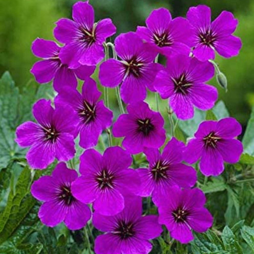 CHUXAY GARDEN Rare Purple Geraniums Flower Seed 200 Seeds Ornamental Flowering Plant Beautiful Purple Potted Plants Easily Grow CHUXAY GARDEN Rare Purple Geraniums Flower Seed 200 Seeds Ornamental Flowering Plant Beautiful Purple Potted Plants Easily Grow