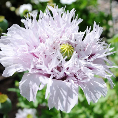 CHUXAY GARDEN Poppy 'Lilac Pompom',Papaver Somniferum Seed 500 Seeds Lovely Purple Flowers Stunning Flowering Plant Adding a Decorative Appeal