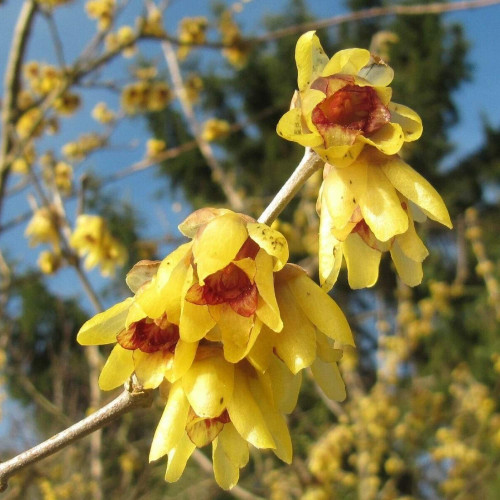 CHUXAY GARDEN Chimonanthus Praecox Seed 50 Seeds Wintersweet Deciduous Shrub Plant Stunning Flowering Plant Adding a Decorative Appeal