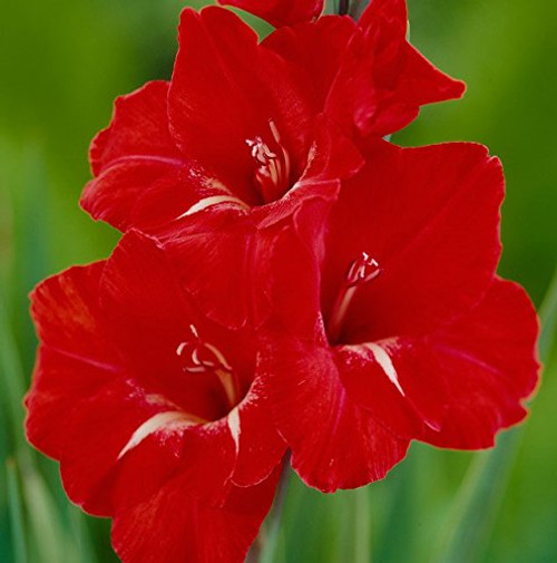 (2) Traderhorn Spectacular Large Flowering Bullbs Gladiolus Dark Red & White Gladioli,Sword Lily Bulb, Plant, Start, Root (2) Traderhorn Spectacular Large Flowering Bullbs Gladiolus Dark Red & White Gladioli,Sword Lily Bulb, Plant, Start, Root