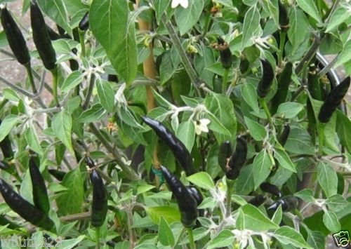 BLACK COBRA a.k.a.GOAT'S WEED PEPPER SEEDS ~Capsicum annuum~Heirloom Variety BLACK COBRA a.k.a.GOAT'S WEED PEPPER SEEDS ~Capsicum annuum~Heirloom Variety