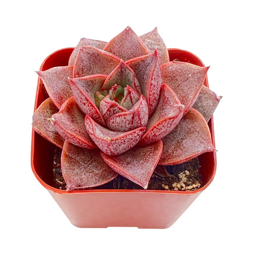 Echeveria Purpusorum, 1 Rare Live Mini Succulent Plant Fully Rooted in 2in Pots with Soil Mix, Real House Plant for Indoor Outdoor Home Office Wedding Decoration DIY Projects Party Favor Gift Echeveria Purpusorum, 1 Rare Live Mini Succulent Plant Fully Rooted in 2in Pots with Soil Mix, Real House Plant for Indoor Outdoor Home Office Wedding Decoration DIY Projects Party Favor Gift