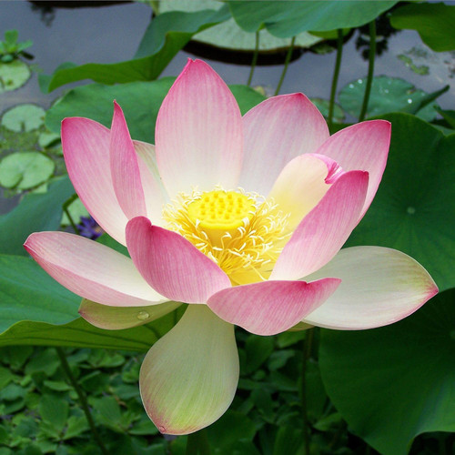 30 Seeds - Lotus Seeds for Planting Bonsai Pink Nelumbo Nucifera (A.k.a. Sacred Lotus, Laxmi Lotus, Or Indian Lotus) Seeds | Pink Lotus Seeds - The Rike
