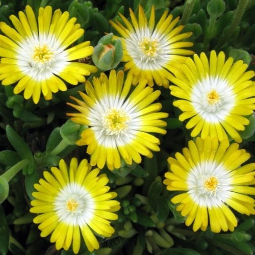Jewel of Desert Peridot Ice Plant - Size: 3.5" Pot (Delosperma cooperi 'Jewel of the Desert Peridot')