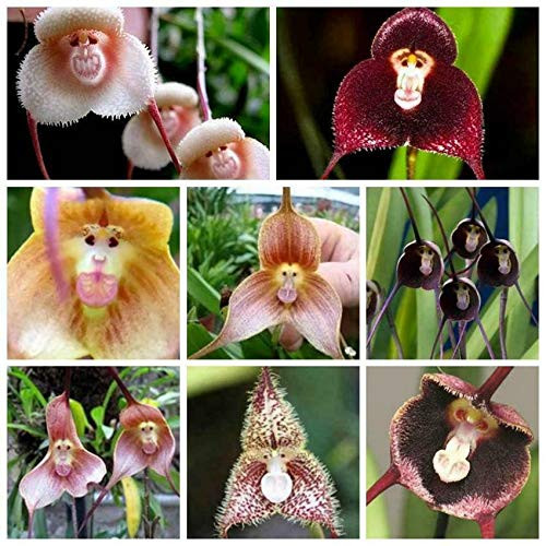 yunakesa Fresh Seeds - 200 Rare Monkey Face Orchid Seeds Planting for Home Garden Flower