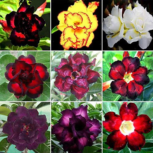 20 Mixed Color Desert Rose Seeds to Grow | 20 Seeds | Adenium Obesum Seeds to Grow.. Exotic Bonsai Plant 20 Mixed Color Desert Rose Seeds to Grow | 20 Seeds | Adenium Obesum Seeds to Grow.. Exotic Bonsai Plant