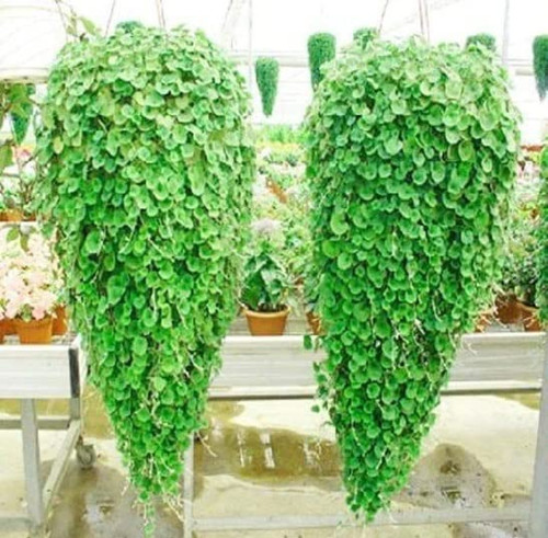 Emerald Falls Dichondra Seeds for Planting (10 Seeds) - Stunning Weeping Plant, Hanging Basket or Ground Cover