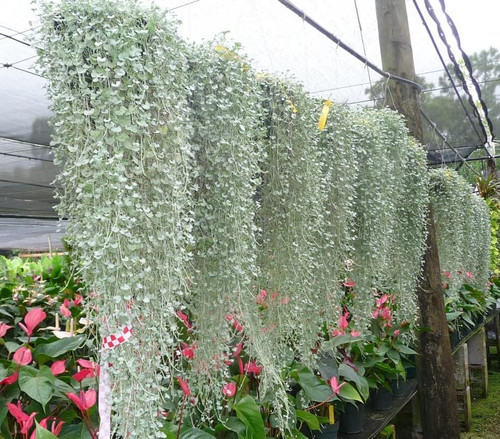 Silver Falls Dichondra Seeds for Planting (10 Seeds) - Stunning Weeping Plant, Hanging Basket or Ground Cover