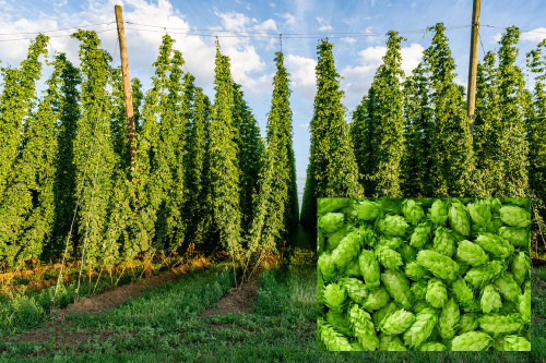 Common Hops Seeds for Planting - 30 Seeds - Beer Hops, Humulus lupulus -Ships from Iowa, USA