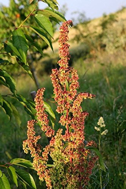 Curly Dock 100 Seeds Fresh Harvest for Garden Fresh Plant Seeds Curly Dock 100 Seeds Fresh Harvest for Garden Fresh Plant Seeds