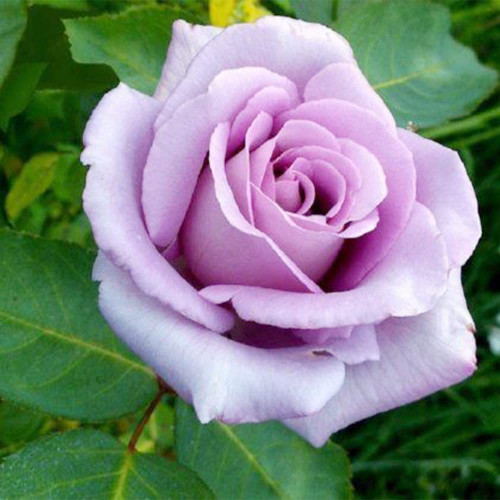 QAUZUY GARDEN 100 Sterling Silver Rose Seeds | Organic Non-GMO Heirloom Flower Seeds | Fragrant & Attract Pollinators | Lovely Garden Containers Hanging Basket Flower QAUZUY GARDEN 100 Sterling Silver Rose Seeds | Organic Non-GMO Heirloom Flower Seeds | Fragrant & Attract Pollinators | Lovely Garden Containers Hanging Basket Flower