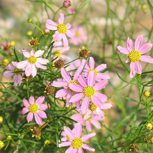 QAUZUY GARDEN 100 Coreopsis Seeds Perennial Tickseed Calliopsis | Long-Blooming Flower & Drought-Tolerant & Low-Maintenance | Lovely Houseplant Garden Bed Plant QAUZUY GARDEN 100 Coreopsis Seeds Perennial Tickseed Calliopsis | Long-Blooming Flower & Drought-Tolerant & Low-Maintenance | Lovely Houseplant Garden Bed Plant