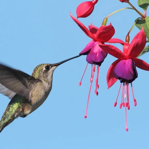 QAUZUY GARDEN 200 Red Violet Fuchsia Seeds for Planting, Non-GMO & Heirloom Perennial Potted Hanging Flowers for Home Hanging Baskets Plant Bonsai Attract Hummingbirds QAUZUY GARDEN 200 Red Violet Fuchsia Seeds for Planting, Non-GMO & Heirloom Perennial Potted Hanging Flowers for Home Hanging Baskets Plant Bonsai Attract Hummingbirds