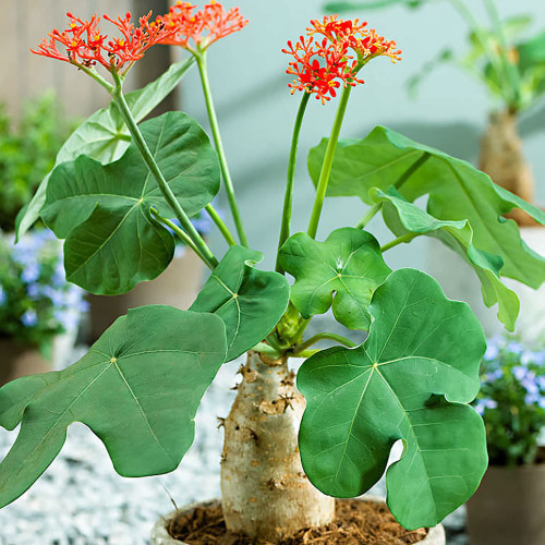 QAUZUY GARDEN 5 Buddha Belly Bush (Jatropha Podagrica/Gout Plant) Coral Plant Seeds, Exotic Tropical Perennial Plant, Drought-Tolerant, Striking Lovely Houseplant