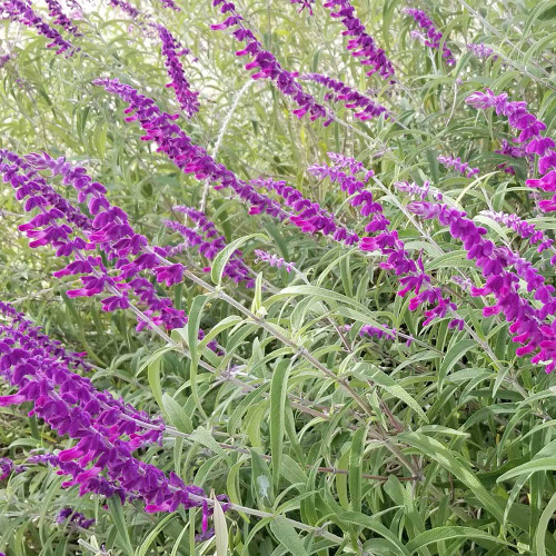 QAUZUY GARDEN 30 Mexican Sage (Salvia Leucantha) Velvet Sage Seeds, Striking Fast-Growing Perennial Flower for Home Garden, Attract Pollinators & Low-Maintenance QAUZUY GARDEN 30 Mexican Sage (Salvia Leucantha) Velvet Sage Seeds, Striking Fast-Growing Perennial Flower for Home Garden, Attract Pollinators & Low-Maintenance