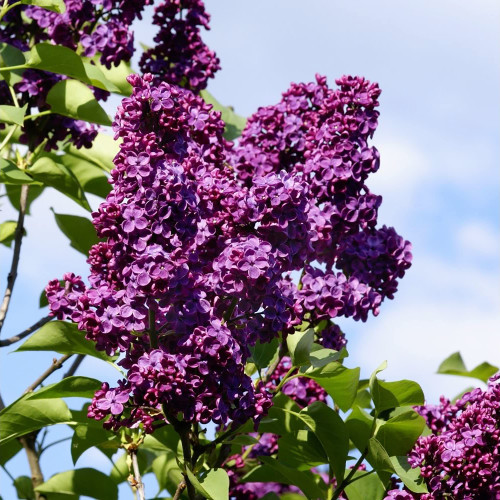 QAUZUY GARDEN 25 Purple Lilac Bush Syringa Seeds Very Hardy Fragrant Perennial Flowering Tree Shrub Striking Accent Focal Points Plant Attract Pollinators Easy to Grow QAUZUY GARDEN 25 Purple Lilac Bush Syringa Seeds Very Hardy Fragrant Perennial Flowering Tree Shrub Striking Accent Focal Points Plant Attract Pollinators Easy to Grow