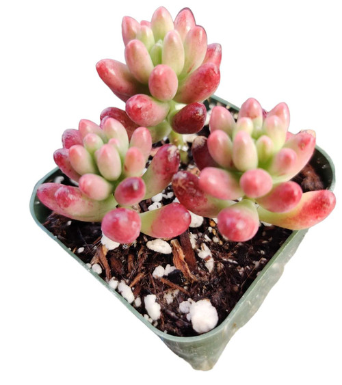 USKC Live Succulent Plants Sedum Plants (2"Pot Rubrotinctum Aurora/Jelly Beans) USKC Live Succulent Plants Sedum Plants (2"Pot Rubrotinctum Aurora/Jelly Beans)