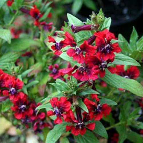 CHUXAY GARDEN 15 Seeds Red Cuphea Ignea,Cigar Flower,Firecracker Plant,Vegetable Firecracker,Cuphea Platycentra Native to Mexican Grows in Garden and pots