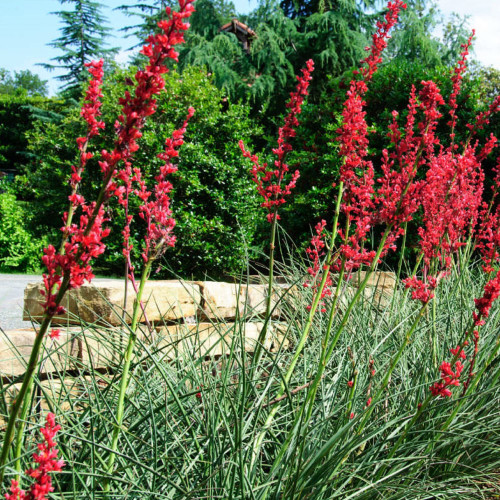 CHUXAY GARDEN 10 Seeds Hesperaloe Parviflora,Red Yucca,Redflower False Yucca,Coral Yucca, Hummingbird Yucca, Yucca Parviflora Rare Hardy Red Flower Striking Landscaping Plant Easy Grow