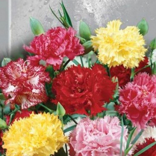 CHUXAY GARDEN Mix Dianthus Caryophyllus-La France Carnation 100 Seeds Yellow Pink Purple Red Lovely Flowers Hardy Flowering Plant Great for Planting