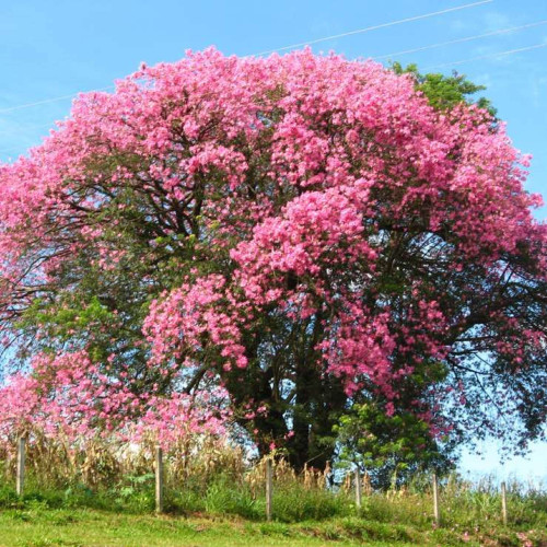 CHUXAY GARDEN 20 Seeds Ceiba Speciosa,Floss Silk Tree,Palo Borracho,Paineira,Toborochi Exotic Flowering Deciduous Hardy Tree Privacy Screen Striking Landscaping Plant CHUXAY GARDEN 20 Seeds Ceiba Speciosa,Floss Silk Tree,Palo Borracho,Paineira,Toborochi Exotic Flowering Deciduous Hardy Tree Privacy Screen Striking Landscaping Plant