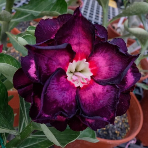 CHUXAY GARDEN Purple Black Adenium Obesum Seed, Desert Rose Flower 5 Seeds Perennial Exotic Tropical Flowering Plant Great Desktop Bonsai CHUXAY GARDEN Purple Black Adenium Obesum Seed, Desert Rose Flower 5 Seeds Perennial Exotic Tropical Flowering Plant Great Desktop Bonsai